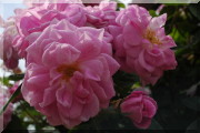 Rosier Geschwinds Nordlandrose