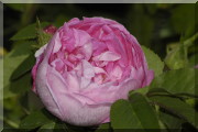 Rosier Sophie de Marsilly