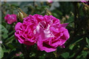 Rosier William Lobb ('Old Velvet Moss')