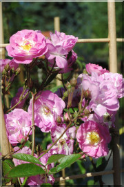 Rosier Donaunymphe