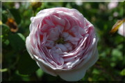 Rosier Belle Isis