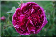 Rosier Charles de Milles