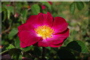 Rosier Violacea ('La Belle Sultane')