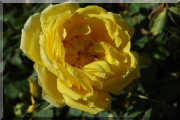 Rosier Persian Yellow
