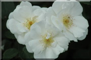 Rosier Moonlight