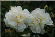 Rosier Thisbe