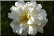 Rosier Thisbe