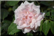 Rosier Madame Alfred Carrière