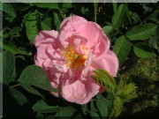 Rosier Belle Amour