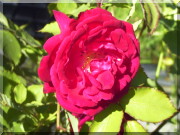Rosier Gru� an Teplitz