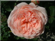 Rosier AUSlea