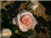 Rosier Oph�lia