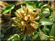 Rosier Viridiflora