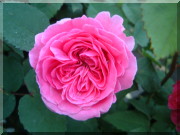 Rosier Mme. Isaak Pereire