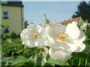 Rosier Semiplena