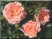 Rosier Sweet Dream