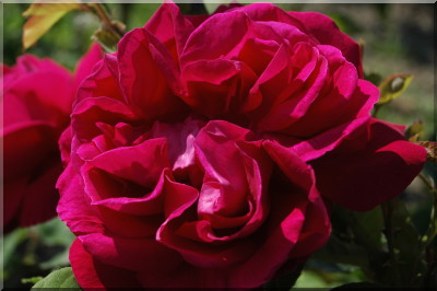 G�n�ral Jaqueminot