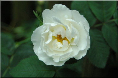 Alba suaveolens