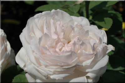 Merveille de Lyon