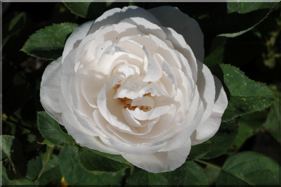Merveille de Lyon