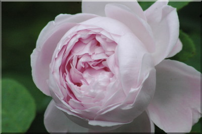 Princess of Wales (HP)