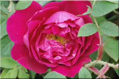 Parfum de l'Ha�