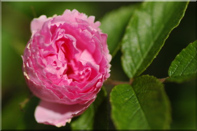 Pink Grootendorst