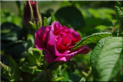 Roseraie de l'Ha�