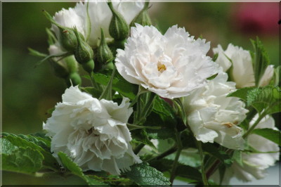 Wei�e Nelkenrose (`White Grootendorst`)