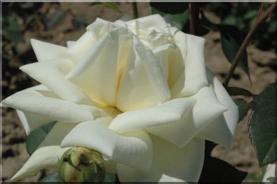 Kaiserin Auguste Viktoria 'Reine Augusta Victoria'