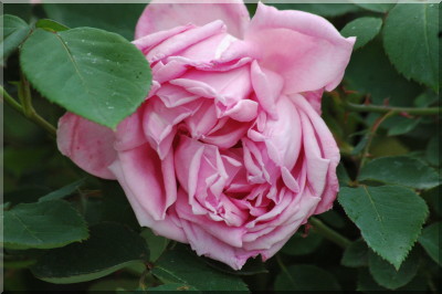 Mme. Caroline Testout