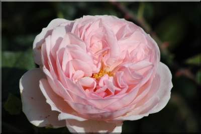 Albertine