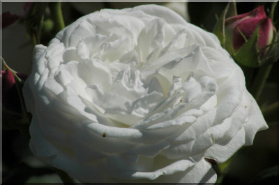 Boule de Neige
