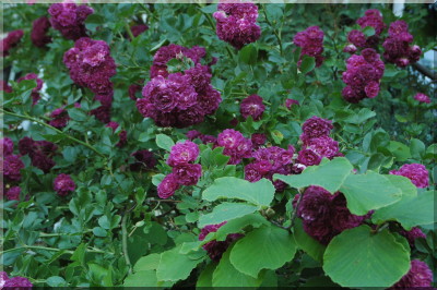 Bleu Magenta