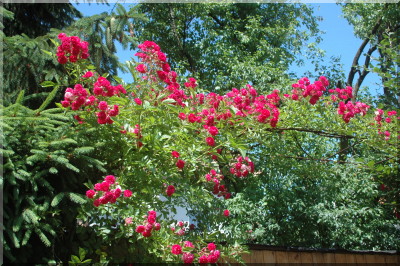 Crimson Rambler