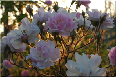 Paul's Himalayan Musk