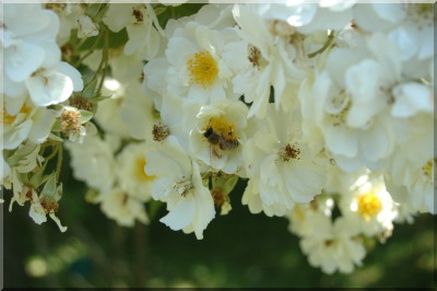 Rambling Rector