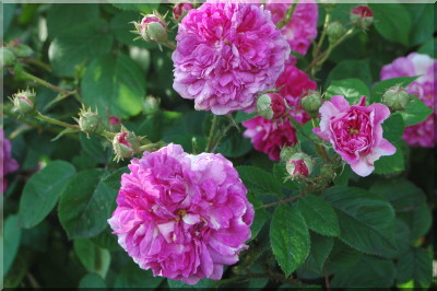 Russeliana
