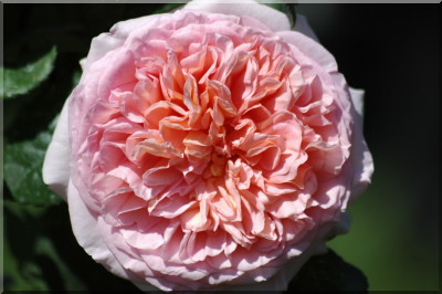 Abraham Darby