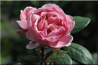 Brother Cadfael