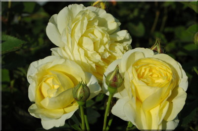 Golden Border