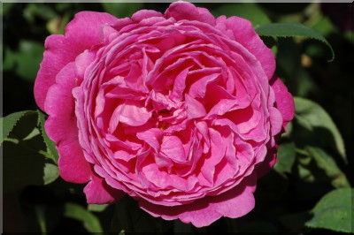 Sir Edward Elgar