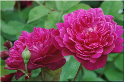 Sophys Rose