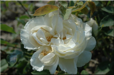 Kronprinzessin Viktoria