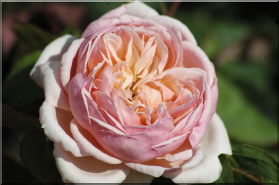 Sweet Juliet