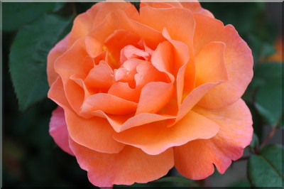 Orange Climber