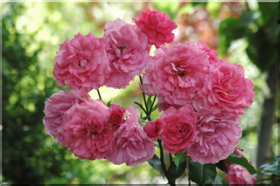 Rosarium Uetersen