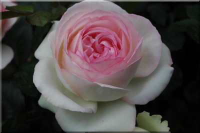 Pierre de Ronsard ('Eden Rose 85')