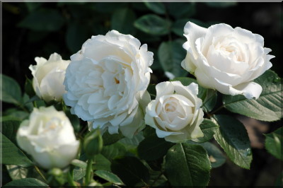 Princess of Wales (Harkness)