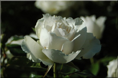 Schneewittchen ('F�e des Neiges')